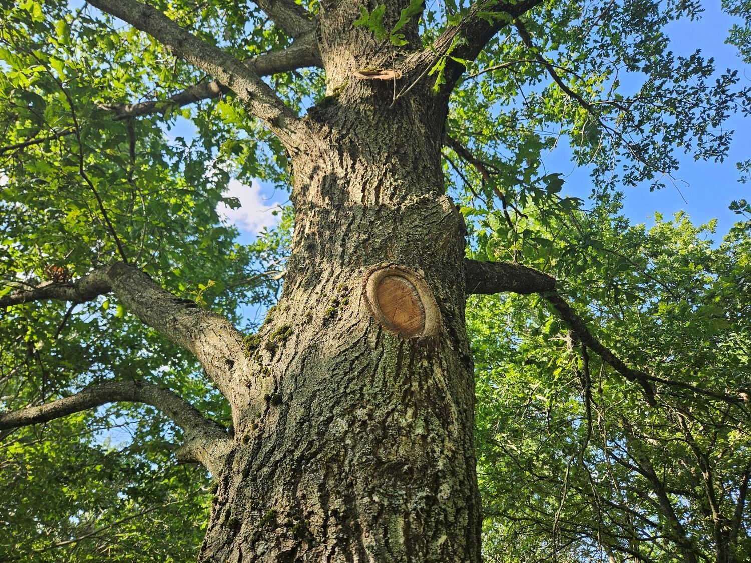 palaikantis medžių genėjimas
