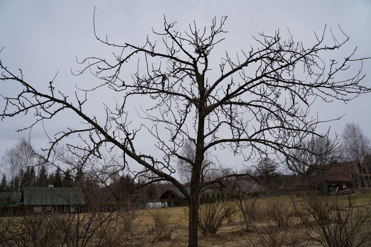 vaismedžių genėjimas