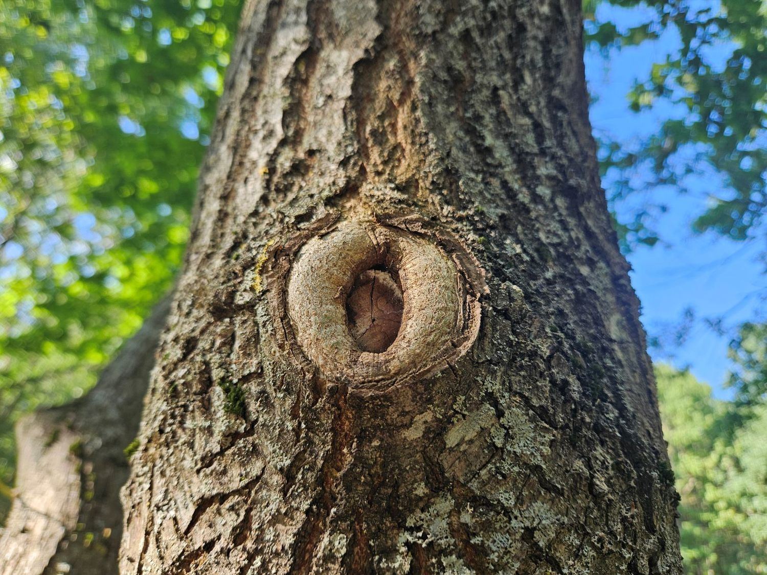 teisingas šakų nupjovimas genint