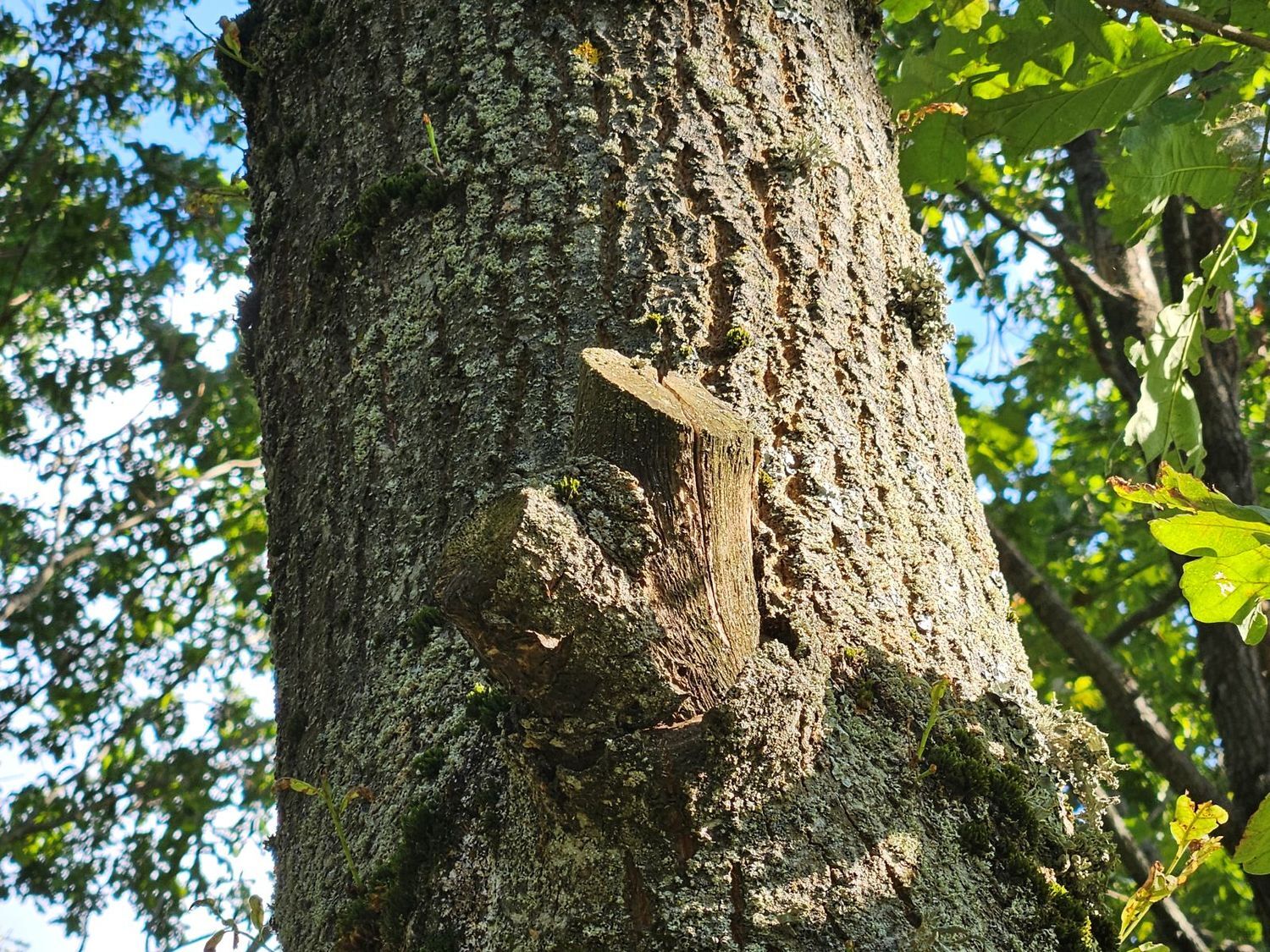 neteisingas medžių genėjimas