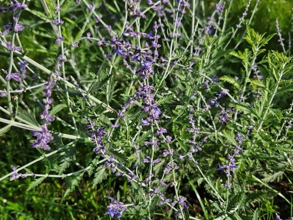 paprastasis mėlesas