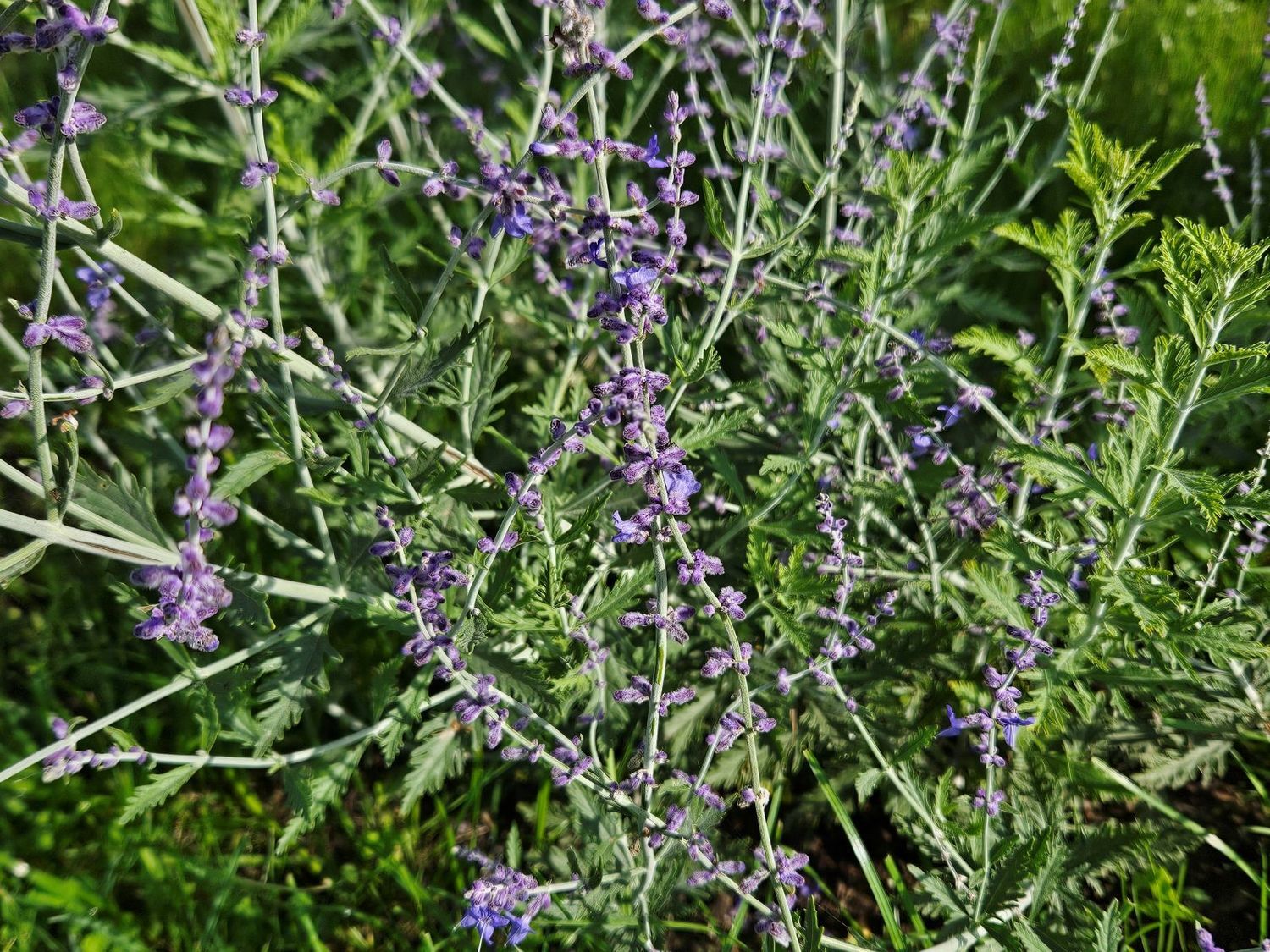 paprastasis mėlesas