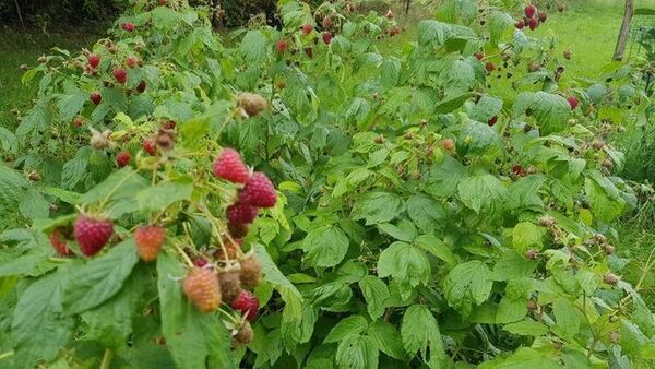 aviečių tręšimas