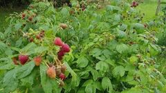 aviečių tręšimas