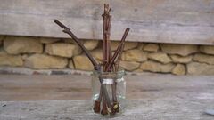 vynuogių dauginimas šakelėmis