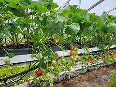 braškių daigai vilniuje