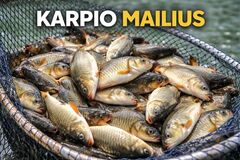 karpių mailius