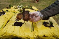 braškių daigai ukmergėje