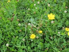 tresimas_zoles_raugu