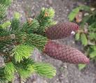 picea pungens