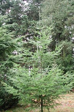 pseudotsuga menziesii