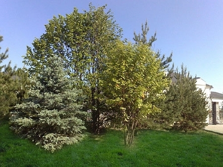 Eglė, liepa, šermukšnis