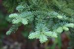 abies procera 2