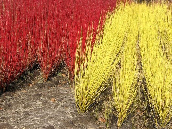 Cornus alba Sibirica