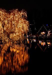 shiny_tree_1
