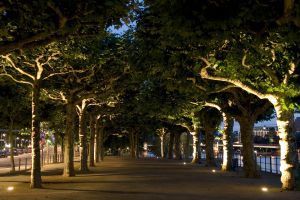 trees