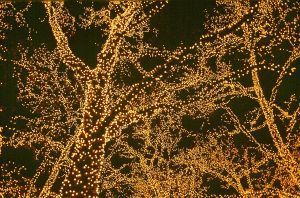 lighting_tree_at_xmas_time_in_new_york