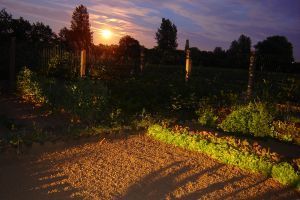 my_garden_by_night