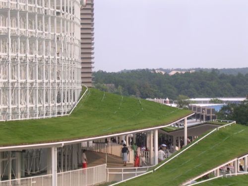 grass