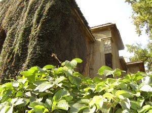617593 building with leaves and ivy