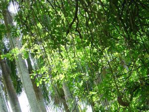 103502 botanical gardens vines