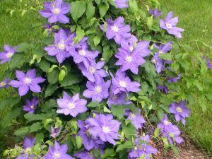 137963 purple flowers