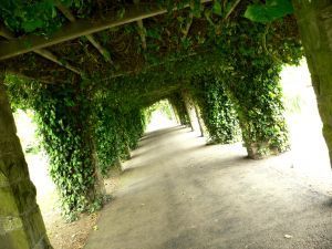 327628 vine swallowing architecture