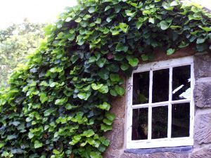 456604 ivy covered window