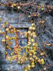 837603 autumn window