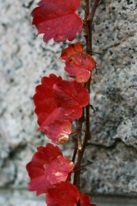 900237 wall and plant