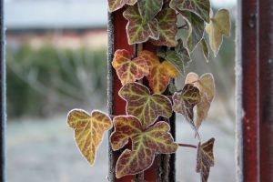 953454 frosted ivy 1