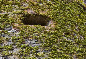 997127 medieval wall