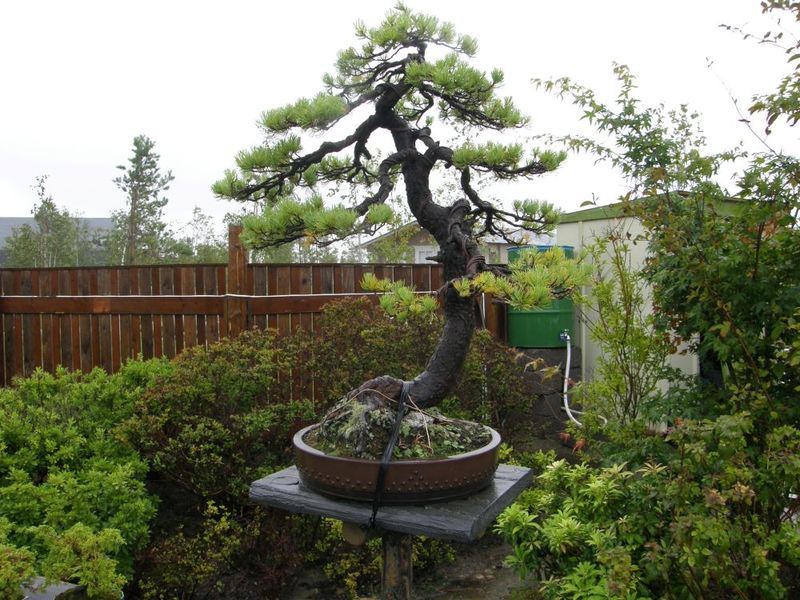 Bonsai pušis