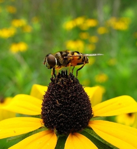 Žiedmusė (Syrphidae)