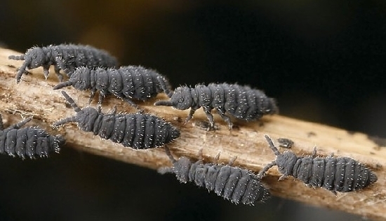Kolembola (Collembola)