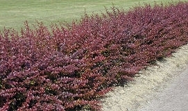 Tunbergo raugerškis ‚Red Jewel‘