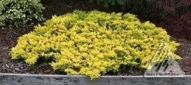 Horizontalusis kadagys ‚Golden carpet‘