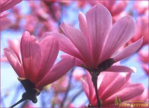 Magnolia 'GALAXY'