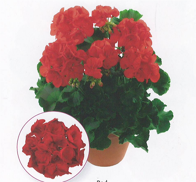 Summer Idols Red