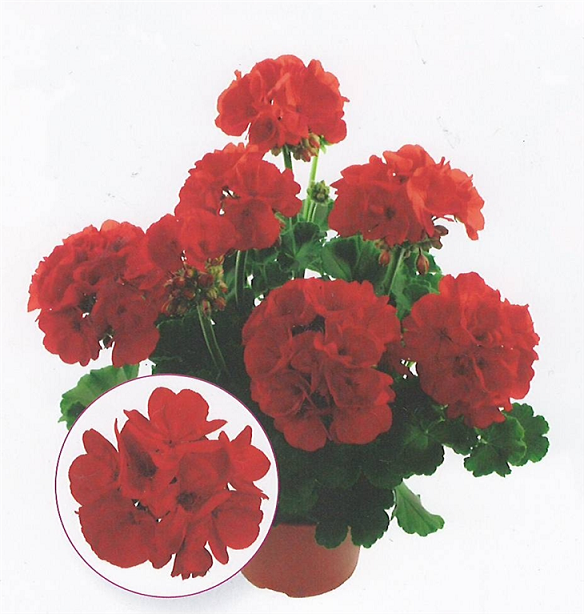 Summer Idols True Red