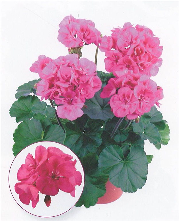 Summer Idols Rose Eye