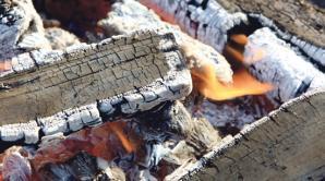 Pelenai-ir-darzui-ir-gelynui_articlethumb