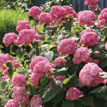 Hortenzija šviesioji 'Pink Anabelle'