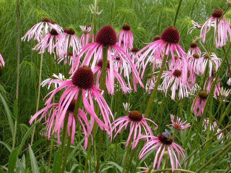 Blyškioji arba siauražiedė ežiuolė ( Echinacea pallida-L.)