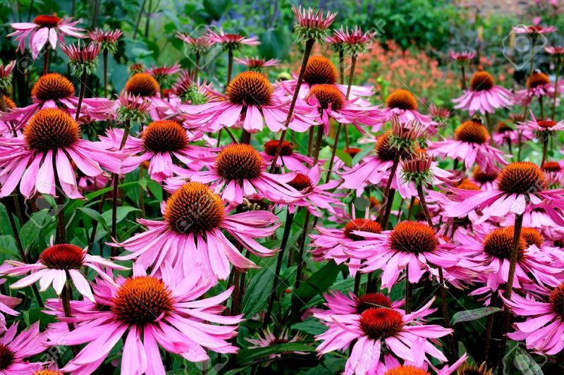 Rusvažiedė arba purpurinė ežiuolė (Echinacea purpurea radix -L.)