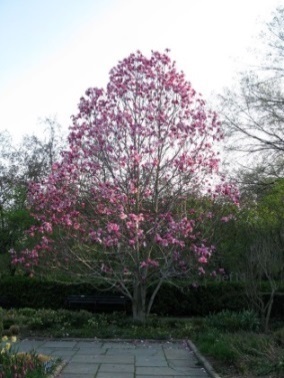 Magnolija 'GALAXY'