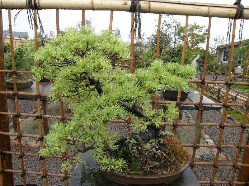 Bonsai formavimas