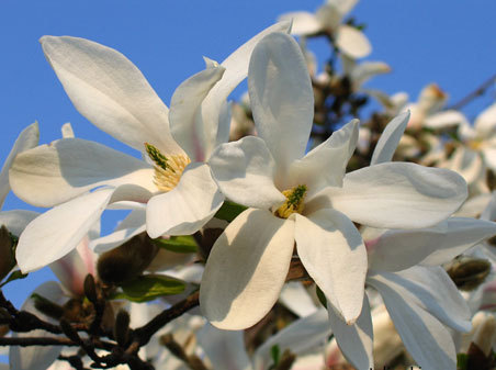 Japoninė magnolija