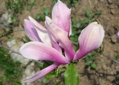 Magnolija Susan