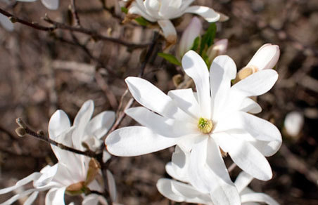 Žvaigždinė magnolija